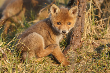 Red cubs in springtime playing in nature