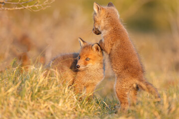 Red cubs in springtime playing in nature
