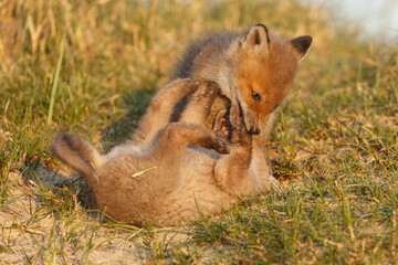 Red cubs in springtime playing in nature