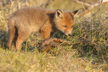 Red fox cubs new born in springtime.