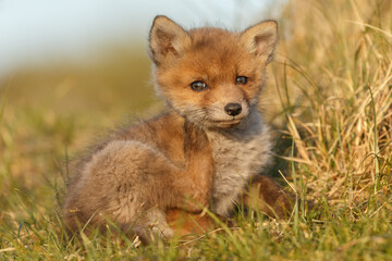 Red fox cubs new born in springtime.