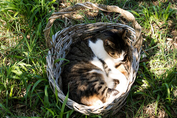 körbchen mit einer ktze unter einem baum in der mittagssonne