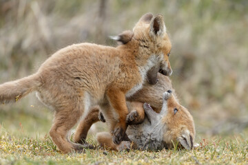 Red fox cubs new born in springtime.