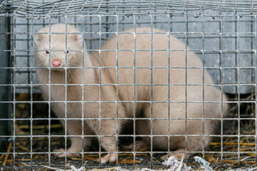 Mink farm. Mink in the cage. Mink's fur