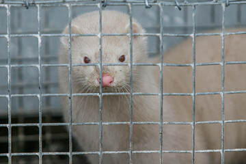 Obraz premium Mink in the cage