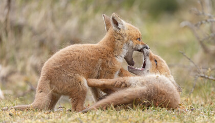Red fox cubs new born in springtime.