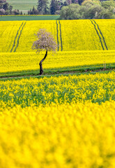 Beautiful rape field summer rural landscape