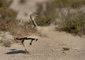 Closeup of Houbara bustard in the desert of Bahrain