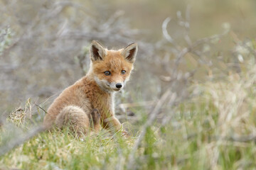 Red fox cubs new born in springtime.