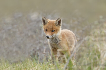 Red fox cubs new born in springtime.