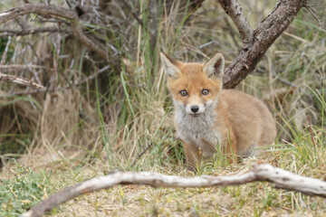 Red fox cubs new born in springtime.