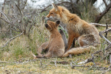 Red fox cubs new born in springtime.