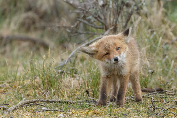 Red fox cubs new born in springtime.