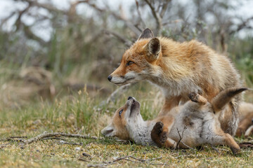 Red fox cubs new born in springtime.