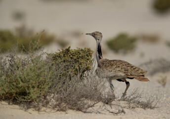 Houbara bustard moving behind the bushes  in the desert of Bahrain