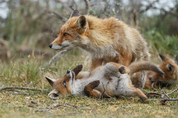 Red fox cubs new born in springtime.