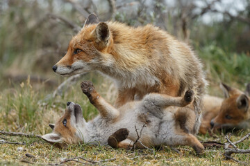 Red fox cubs new born in springtime.