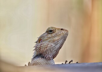 bearded dragon lizard