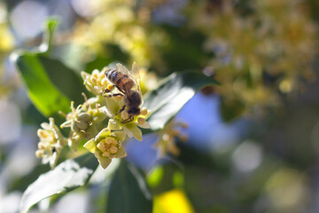 Abeja en flor de Quillay