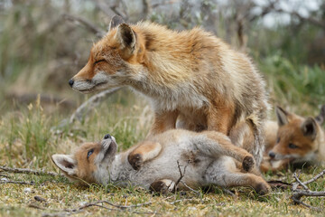 Red fox cubs new born in springtime.