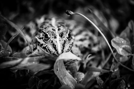 Crapeau des joncs black & white
