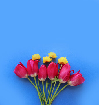 Bright spring flower arrangement. Yellow flowers of trolius europaeus and crimson tulips on a blue background. Bright light colors. Background for spring greeting cards, invitations.