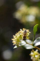 Abeja posada en una flor blanca