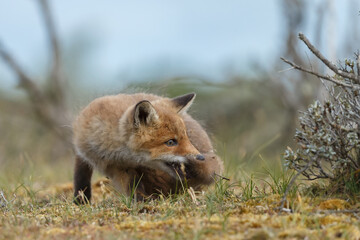 Red fox cubs new born in springtime.