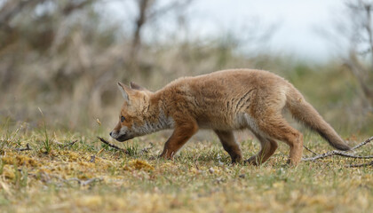 Red fox cubs new born in springtime.