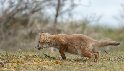 Red fox cubs new born in springtime.