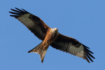 Portrait of a red kite (milvus milvus) with spread wings flying in front of clear blue background in satow germany