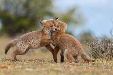 Red fox cubs new born in springtime.