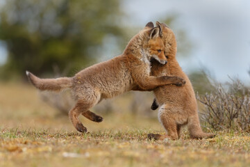 Red fox cubs new born in springtime.