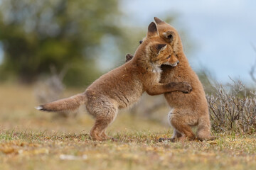 Fototapeta premium Red fox cubs new born in springtime.