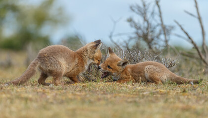 Red fox cubs new born in springtime.