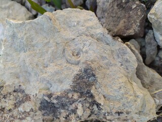 Trilobite. Trilobite in stone.