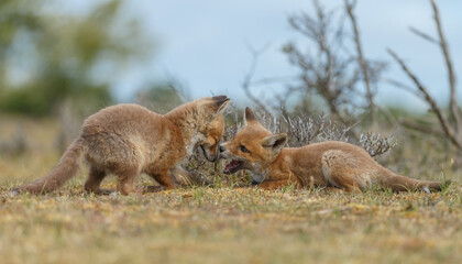 Red fox cubs new born in springtime.