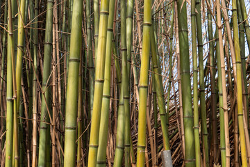 Plano medio de cañas de bambú
