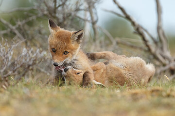 Red fox cubs new born in springtime.