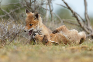 Red fox cubs new born in springtime.