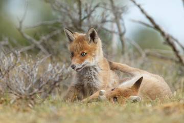 Red fox cubs new born in springtime.