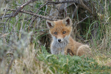 Fototapeta na wymiar Red fox cubs new born in springtime.