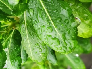 water drops on green leaf
