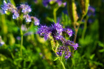 schöne blühende Disteln
