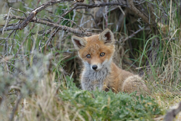 Red fox cubs new born in springtime.