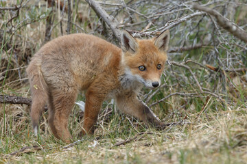 Naklejka na ściany i meble Red fox cubs new born in springtime.