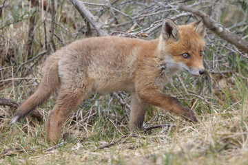 Red fox cubs new born in springtime.