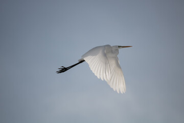 great white heron