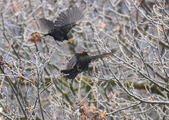 blackbird