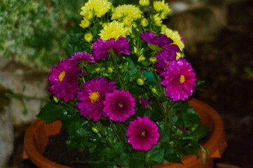 wunderschöne Blumen in einem einmaligem Licht